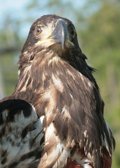 Eagle-030.jpg