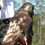 Eagle-031.jpg