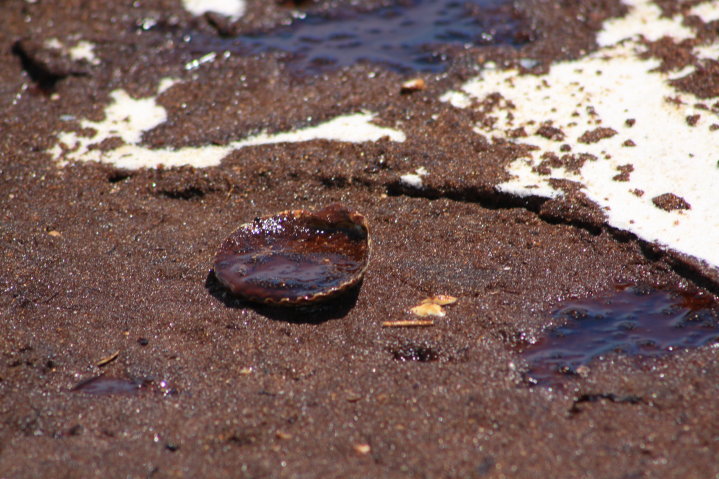 Pcola-Beach-Oil-019.jpg