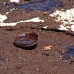 Pcola-Beach-Oil-019.jpg