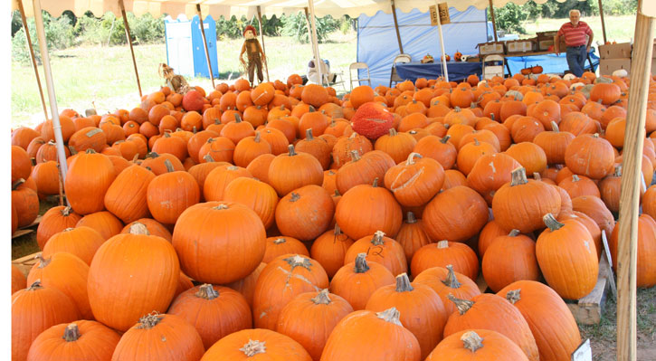 Pumpkins-01.jpg
