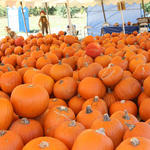 Pumpkins-01.jpg
