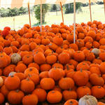 Pumpkins-015.jpg