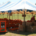 Pumpkins-020.jpg