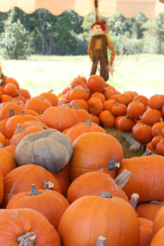 Pumpkins-026.jpg