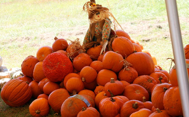 Pumpkins-034.jpg