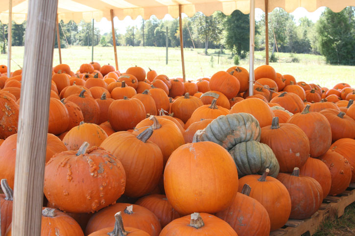 Pumpkins-038.jpg