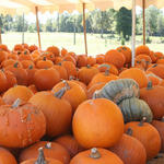 Pumpkins-038.jpg
