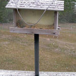 Flomaton (Amy Lambeth)