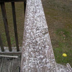 Flomaton (Amy Lambeth)