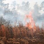 quintette-brush-fire-011.jpg