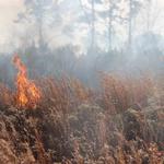 quintette-brush-fire-012.jpg
