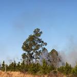 quintette-brush-fire-025.jpg