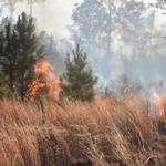 quintette-brush-fire-030.jpg