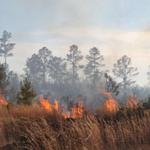 quintette-brush-fire-032.jpg