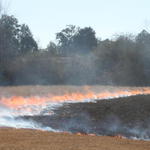 Brush-Fire-Quintette-015.jpg