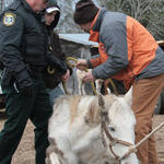 *GRAPHIC PHOTOS* Horse Seizure