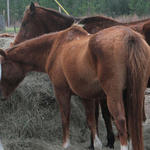 Enon-Horses-037.jpg