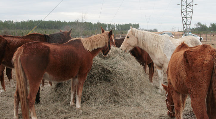 Enon-Horses-042.jpg