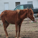 Enon-Horses-043.jpg
