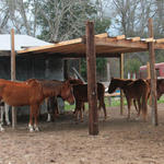 Enon-Horses-044.jpg