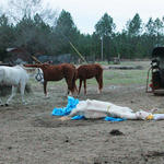 Enon-Horses-049.jpg