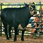 Livestock-Show-010.jpg