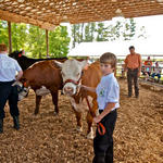 Livestock-Show-027.jpg