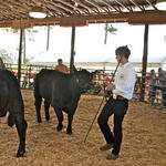 Livestock-Show-040.jpg