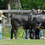 Livestock-Show-046.jpg