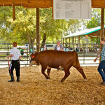 Livestock-Show-231.jpg