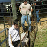 Livestock-Show-230.jpg