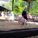 Livestock-Show-043.jpg