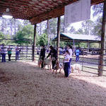 Livestock-Show-049.jpg