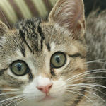 atmore-animal-shelter-012.jpg