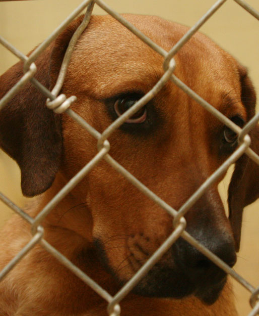 atmore-animal-shelter-015.jpg