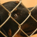 atmore-animal-shelter-020.jpg