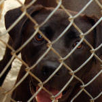 atmore-animal-shelter-031.jpg