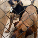 atmore-animal-shelter-033.jpg