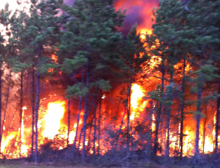 Wildfire-009.jpg