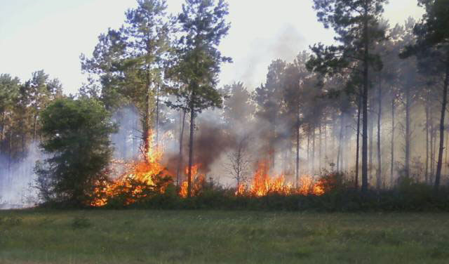 Wildfire-025.jpg