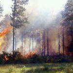 Wildfire-026.jpg