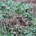 School-Peanut-Field-Day-059.jpg