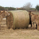 Starving Donkeys Seized