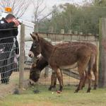 Hungry-Donkeys-040.JPG