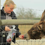 Hungry-Donkeys-042.JPG