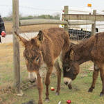 Hungry-Donkeys-043.JPG