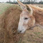 Hungry-Donkeys-051.JPG