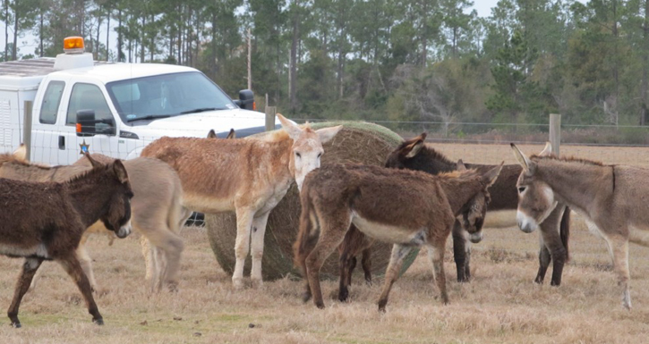 Hungry-Donkeys-053.JPG