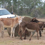 Hungry-Donkeys-053.JPG